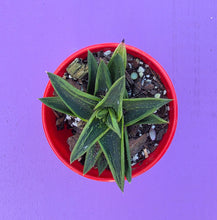 Load image into Gallery viewer, Gasteraloe 'New Dawn'