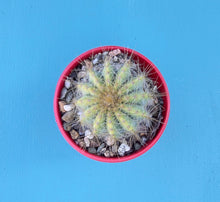 Load image into Gallery viewer, Parodia magnifica