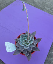 Load image into Gallery viewer, Echeveria 'Champagne Pink Purple'