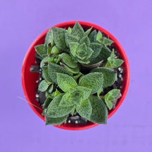 Load image into Gallery viewer, Crassula exilis cooperi