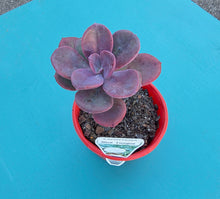 Load image into Gallery viewer, Pachyveria "Blue Tongue"