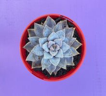 Load image into Gallery viewer, Echeveria 'Beverley'
