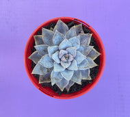 Echeveria 'Beverley'