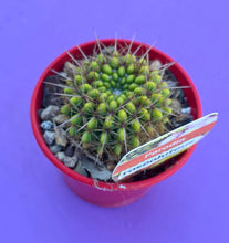 Load image into Gallery viewer, Parodia Roseoluteus