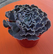 Load image into Gallery viewer, Echeveria Shaviana Hime