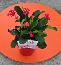 Load image into Gallery viewer, Euphorbia Somona Gabriella red