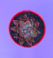 Load image into Gallery viewer, Echeveria Amestro