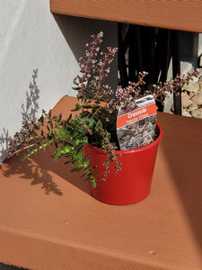 Crassula capitella ssp thyrsiflora Pagoda Village