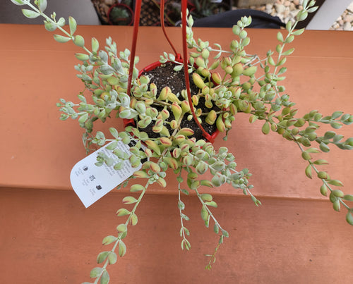 Cotyledon pendens