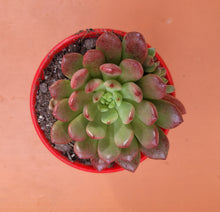 Load image into Gallery viewer, Graptoveria Pink Ruby