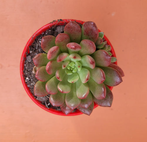 Graptoveria Pink Ruby