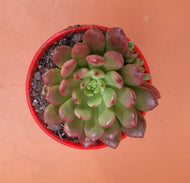 Graptoveria Pink Ruby