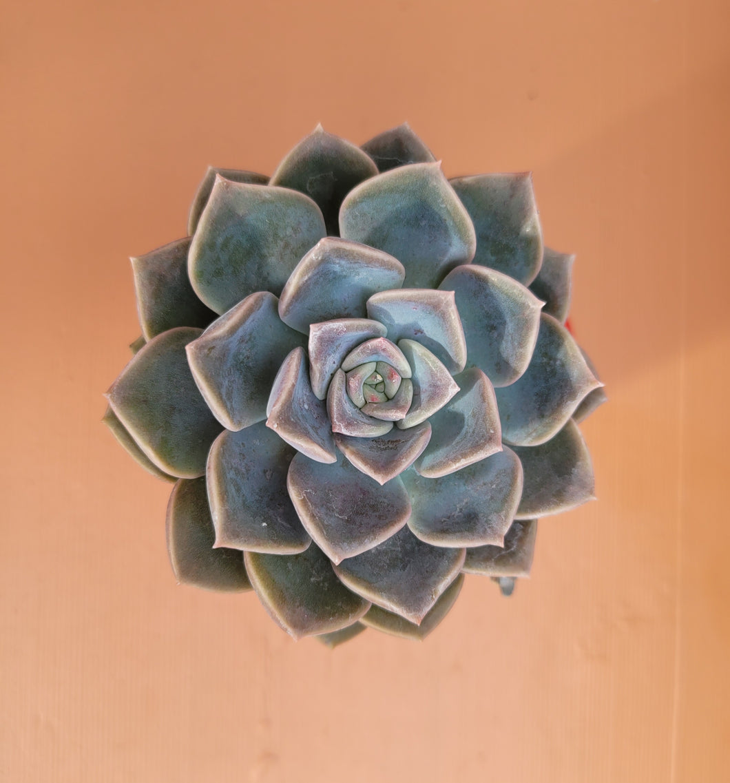 Graptoveria portia