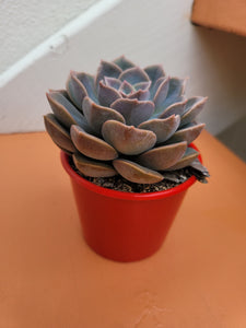 succulent plant portia Graptoveria portia – The Succulent Garden