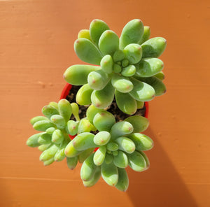 Sedum astrid