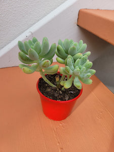 Sedum astrid