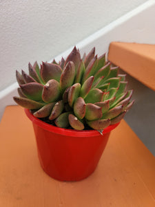 Echeveria Blood Maria