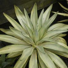 Load image into Gallery viewer, Agave desmetiana &#39;Joe Hoak&#39;
