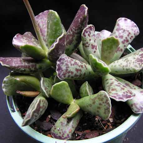 Adromischus cooperi