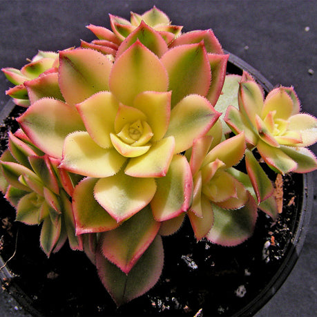 variegated kiwi succulent The Succulent Garden :: Aeonium 'Kiwi'