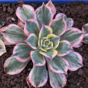 Aeonium 'Sunburst'