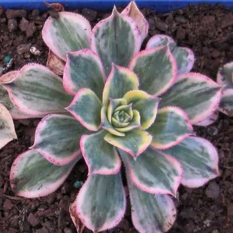 Aeonium 'Sunburst'