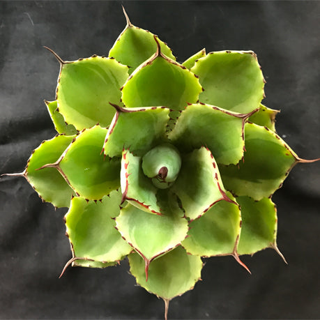 Agave potatorum 'Kichijokan'