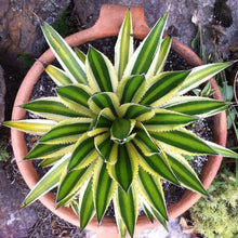 Load image into Gallery viewer, Agave lophantha &#39;Quadricolour&#39;