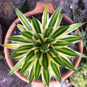 Agave lophantha 'Quadricolour'