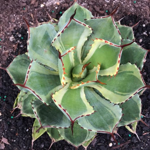 Agave potatorum 'Kichiokan' f.  (variegated)