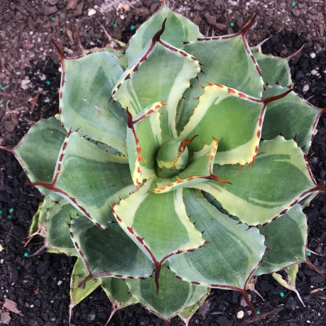 The Succulent Garden :: Agave potatorum 'Kichiokan' f. (variegated)