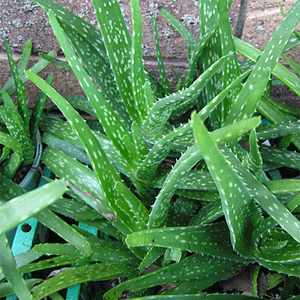 Aloe vera