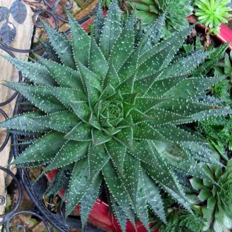 Aloe aristata Lace Aloe