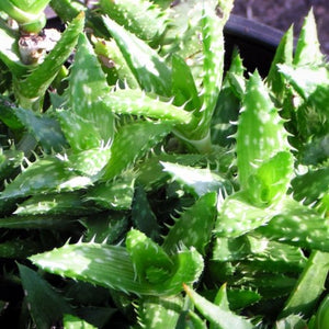 Aloe juvenna Tiger tooth aloe