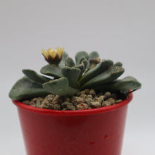 Load image into Gallery viewer, Aloinopsis Rosulata