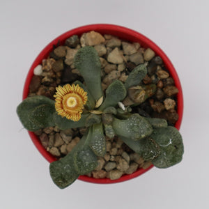 Aloinopsis Rosulata