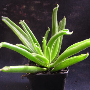 Cotyledon campanulata