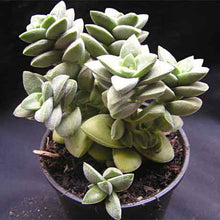 Load image into Gallery viewer, Crassula &#39;Spring Time&#39;