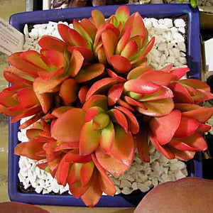 Crassula capitella 'Campfire'