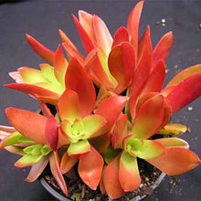 Load image into Gallery viewer, Crassula capitella &#39;Campfire&#39;