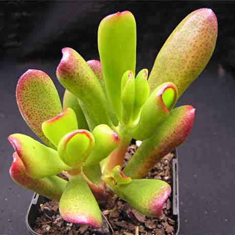 Crassula ovata 'Gollum'