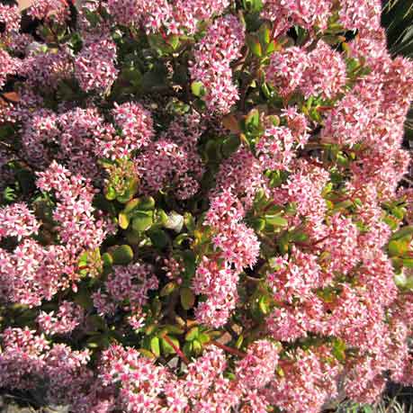 Crassula ovata 'Jade Tree' or 'Money Tree'