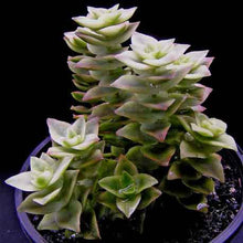Load image into Gallery viewer, Crassula perforata (variegated)