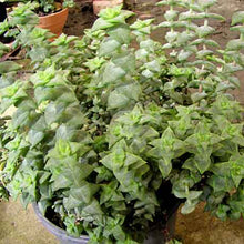 Load image into Gallery viewer, Crassula perforata