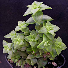 Load image into Gallery viewer, Crassula perforata