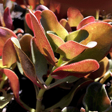 Load image into Gallery viewer, Crassula streyi