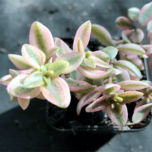 Crassula volkensii (variegated)