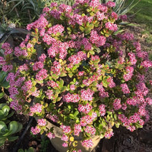 Load image into Gallery viewer, Crassula ovata &#39;Jade Tree&#39; or &#39;Money Tree&#39;