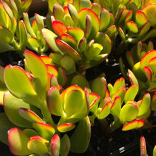 Load image into Gallery viewer, Crassula ovata &#39;Jade Tree&#39; or &#39;Money Tree&#39;