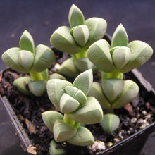 Load image into Gallery viewer, Delosperma lehmanii Ice Plant